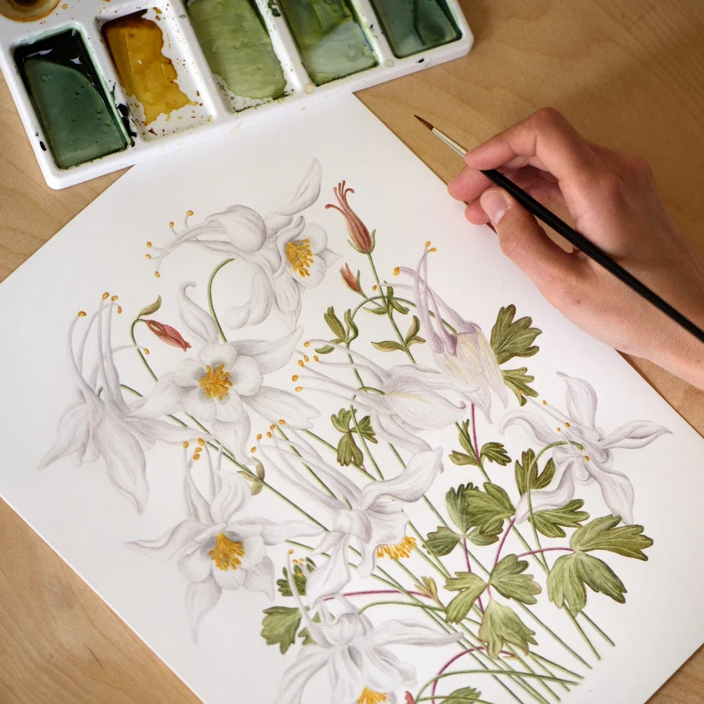 Aquilegia